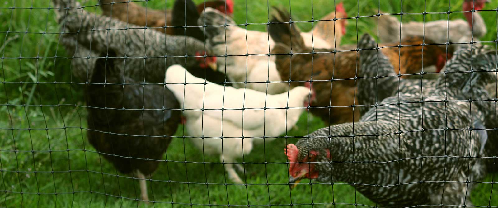 Clarico-Slider Style 3